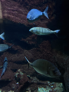 Acquario Civico di Milano: viaggio tra mare e biodiversità