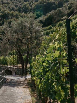 Agricola Gotti, sulle colline di Recco: il vino che nasce in verticale