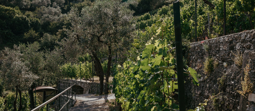 Agricola Gotti, sulle colline di Recco: il vino che nasce in verticale