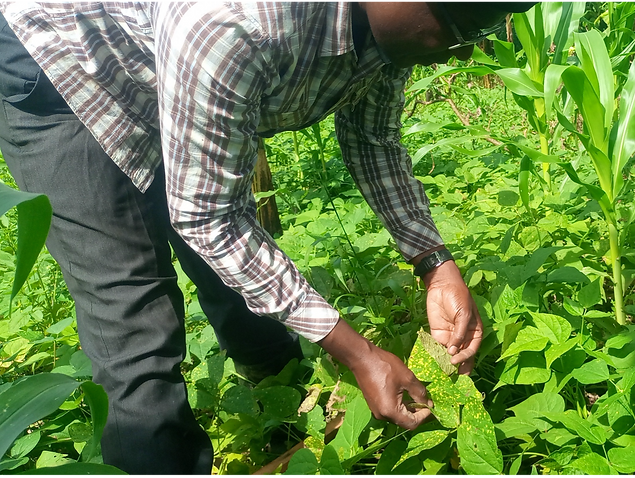 Project 4 Collecting bean rust isolates in Uganda; Image 2: Bulking purified isolates on s