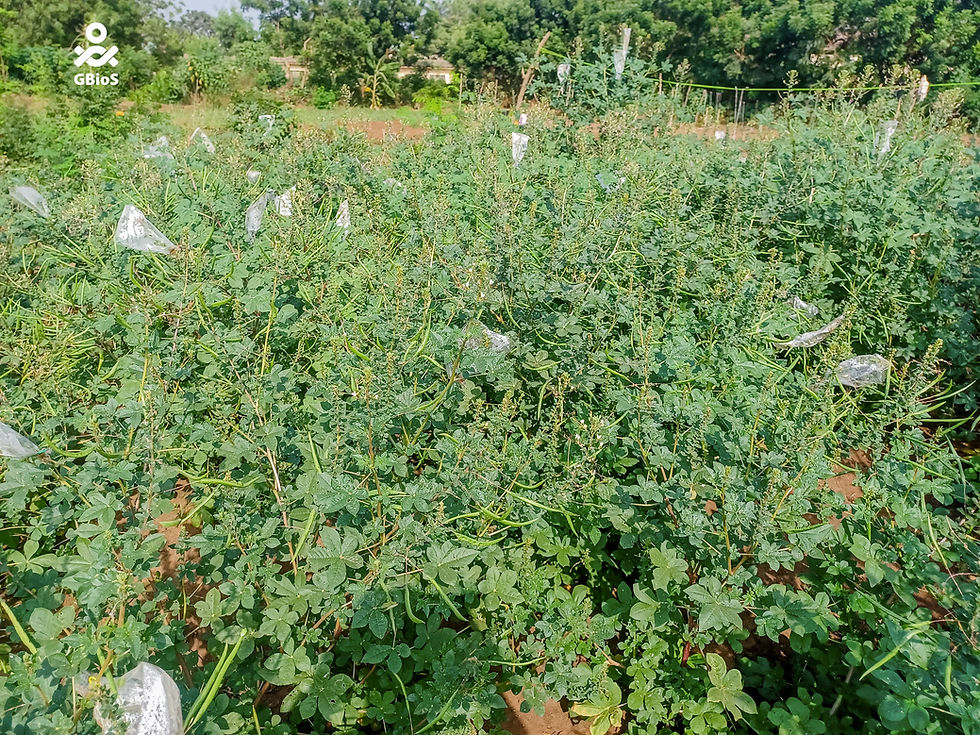 Cleome 1 Benin 3..jpg