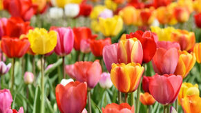 Sprechen über: Frühlingsblumen