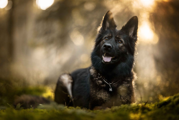Susanne Wolf Photos Hundefotografie Schweiz Bern Oberaargau Langenthal Huttwil Hundeshooting Hundefotos Hundefotografin