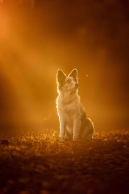 Susanne Wolf Photos Hundefotografie Schweiz Bern Oberaargau Langenthal Huttwil Hundeshooting Hundefotos Hundefotografin