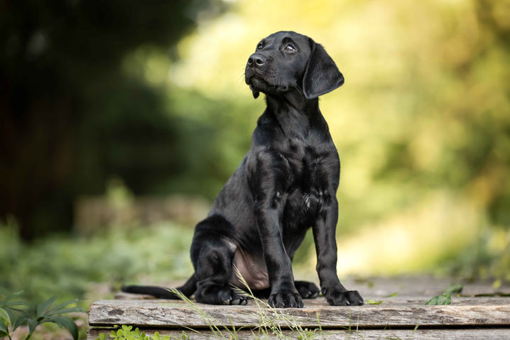 Susanne Wolf Photos Hundefotografie Schweiz Bern Oberaargau Langenthal Huttwil Hundeshooting Hundefotos Hundefotografin