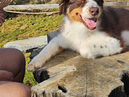 Miko the Australian Shepherd -  Chief Security Officer