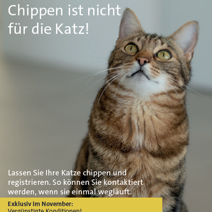 Katzenchip-Aktion November 2024