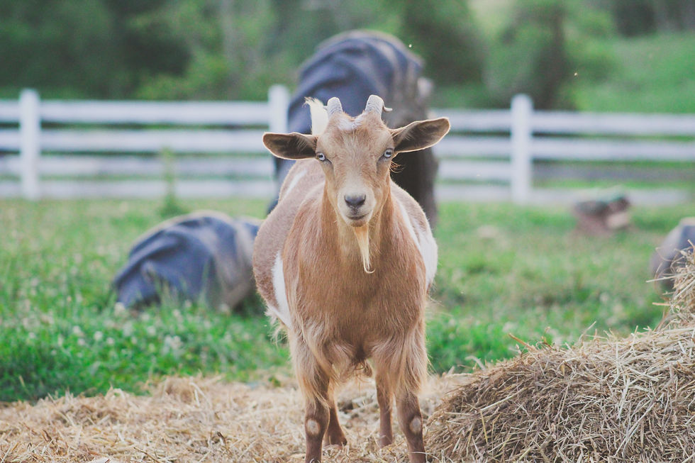 Thumbnail: Poppy- Sponsor