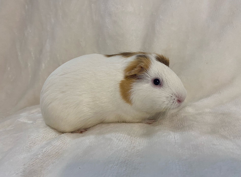 Thumbnail: Trixie - Adoption