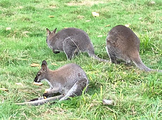 IMG-20180908-WA0003.jpg