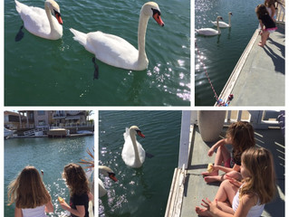 Swans in Sea Water Visitation!