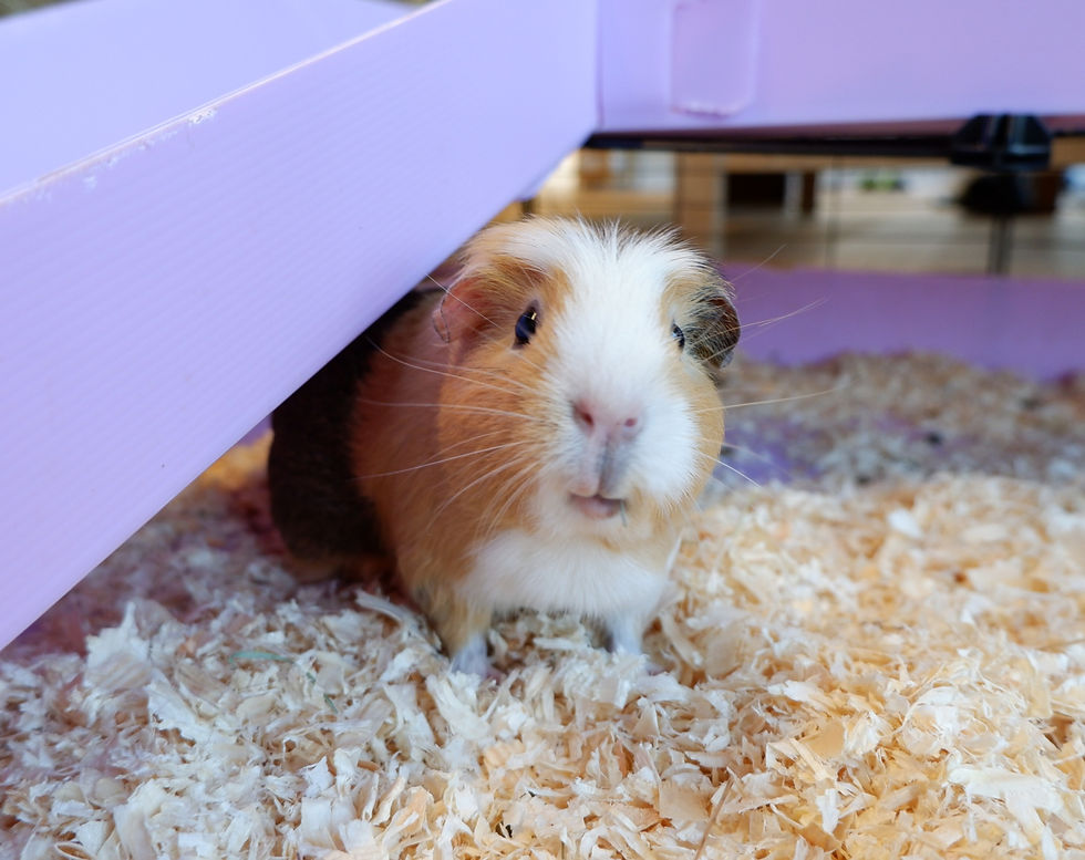 Guinea pigs East Clayton Farm