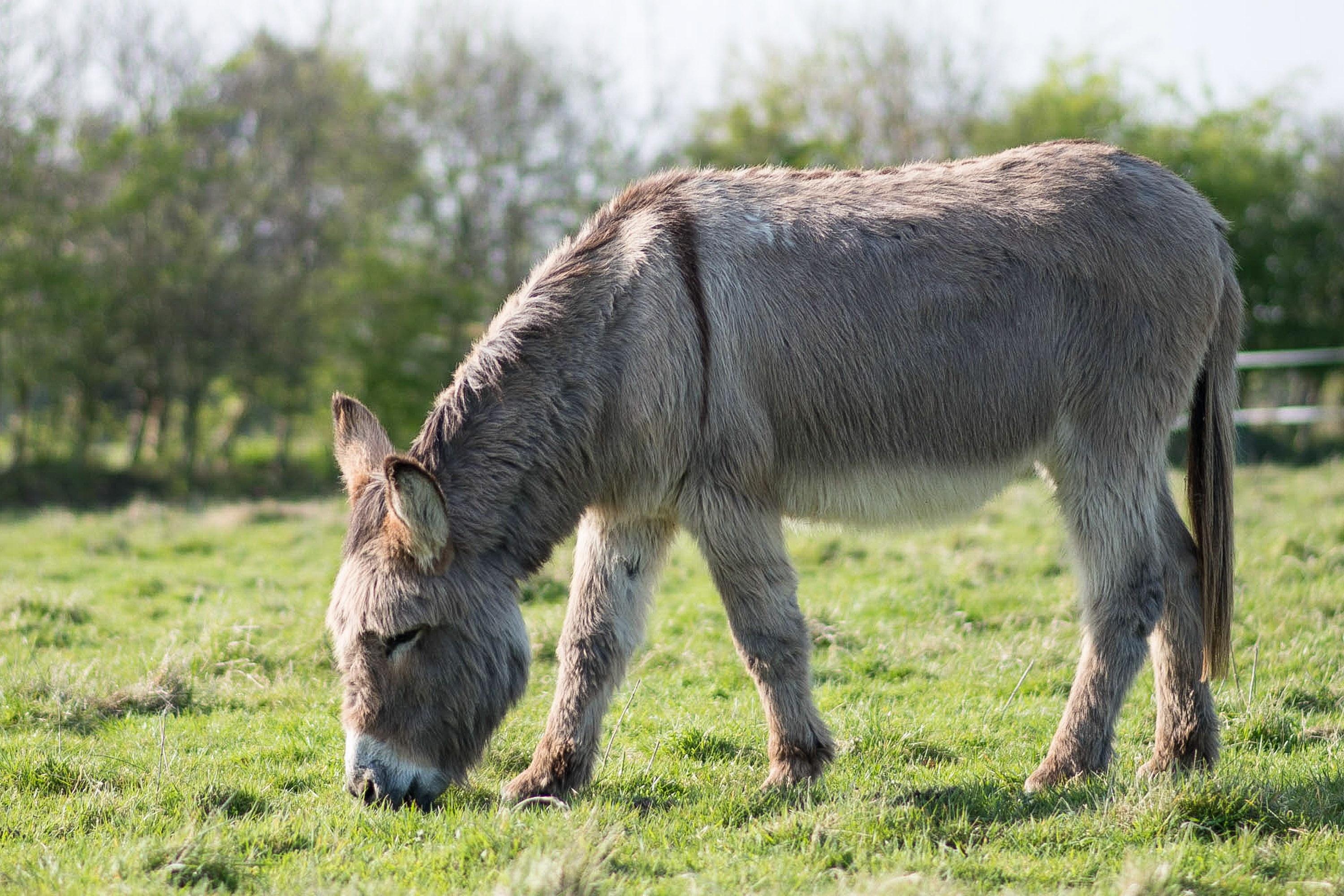 Donkey Walking at East Clayton Farm Gallery