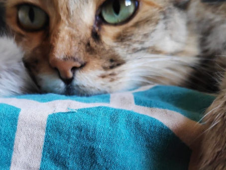 10 Things To Keep In Mind As A 1st Generation Pet Parent