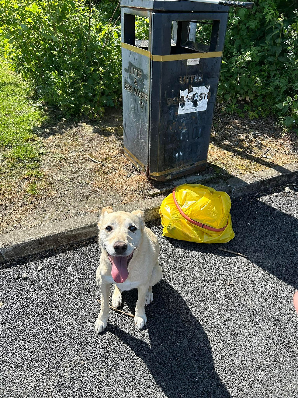 dog and hoop.jpg