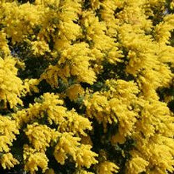 144649014_2764026573851935_5040803556271269934_n