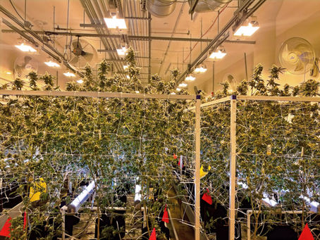 What Does a Cannabis Tissue Culture Consultant Actually Do?