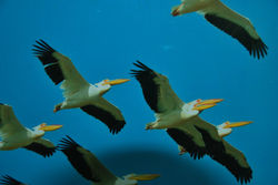 13316883_1033982260027663_1322373147929262708_o