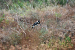 13391575_1033979833361239_379430698207336419_o