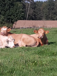 die Blonden beim chillen