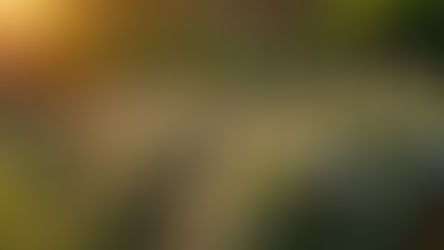 Let's Talk about Shrubs by Gillian Taylor