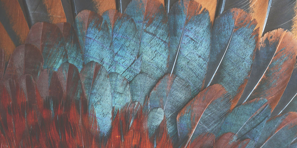 feathers2.jpg