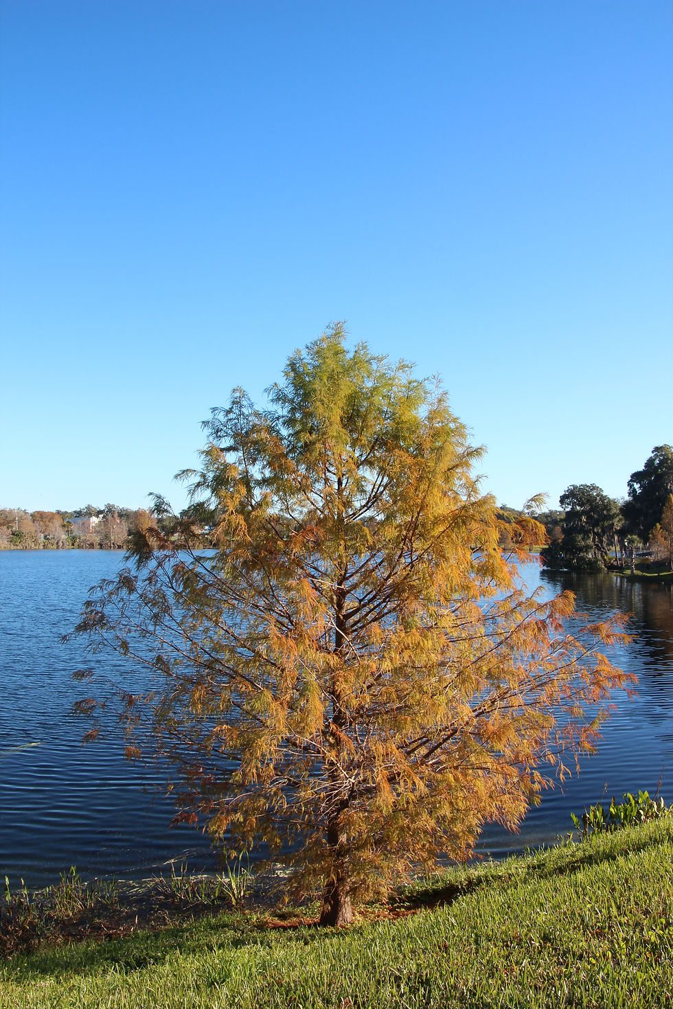 Autumn in Winter