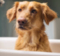 dog in bath_edited.jpg
