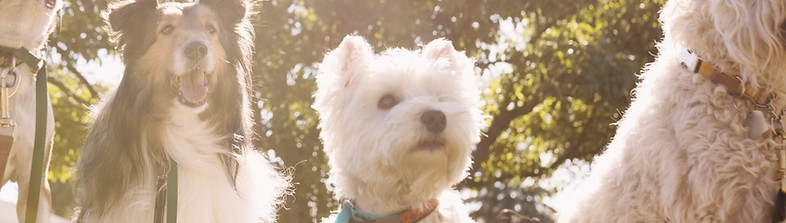Dog Walker at the Park_edited.jpg