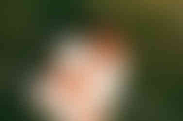 Film photo of a couple in white clothes with flowers