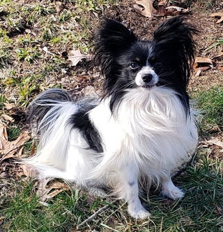 Our Dogs | Tiny Treasures Papillons | Cadiz, KY, USA