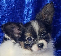 Puppy face 8 weeks