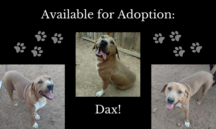 Available for Adoption_ (1).png