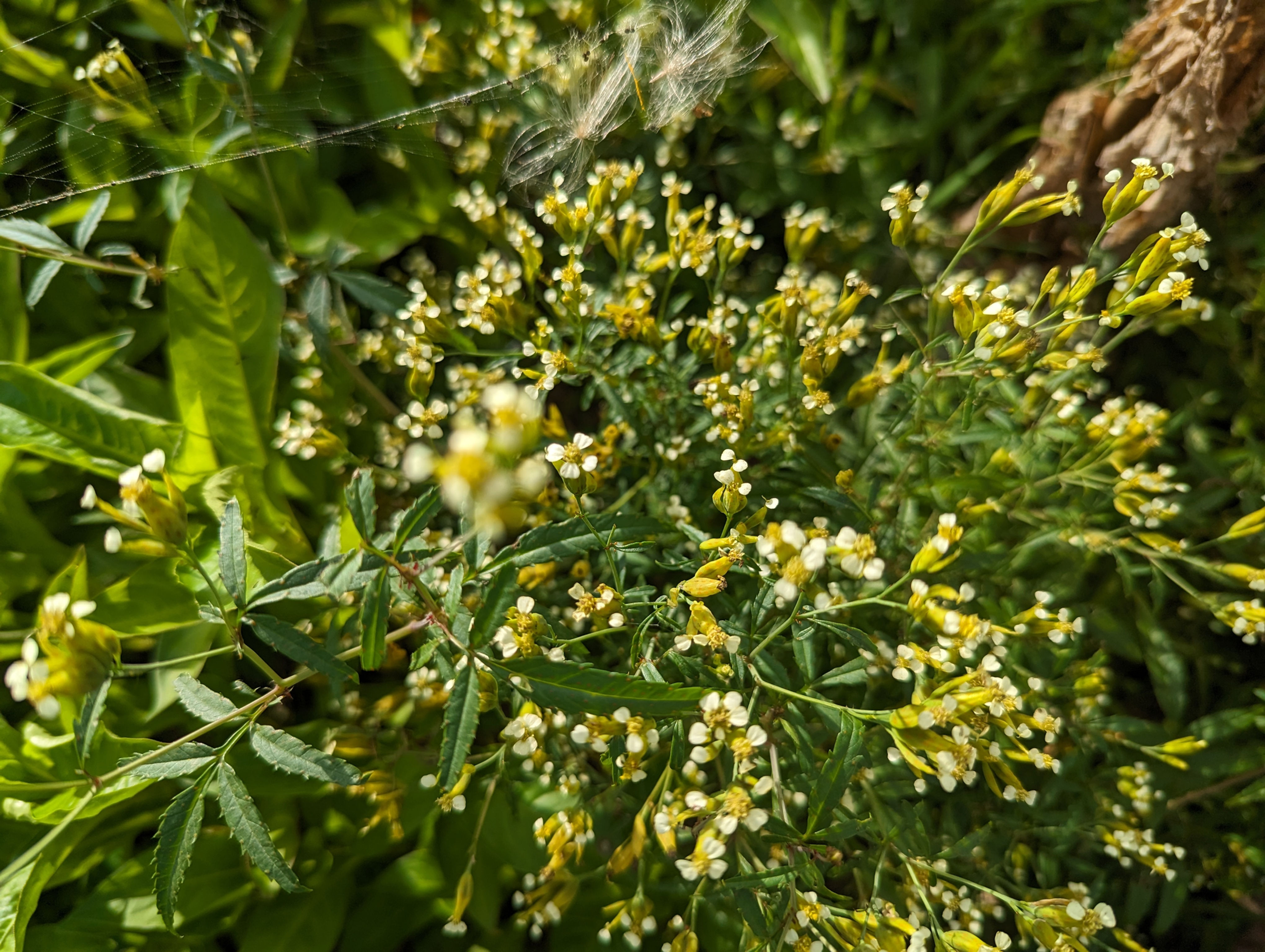 Tagetes minuta