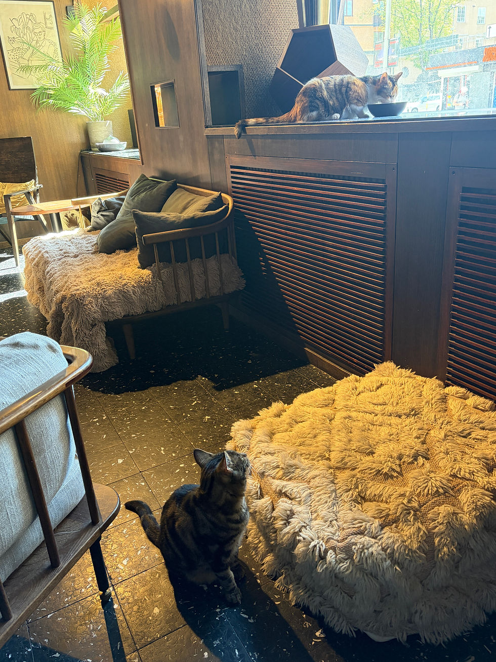 Unser Eckchen im Katzen-Cafe