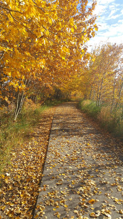 WALK THE TRAILS