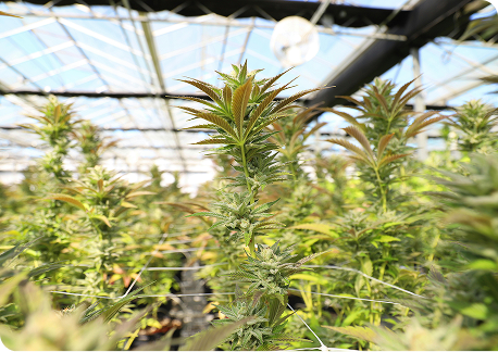 strane-cannabis-products.png