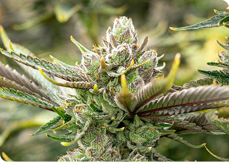 culta-cannabis-products.png