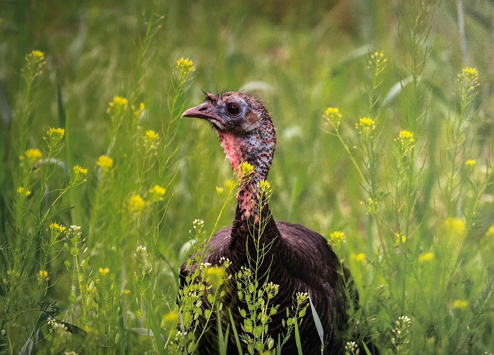 Meadow Wanderer by Lora Wood