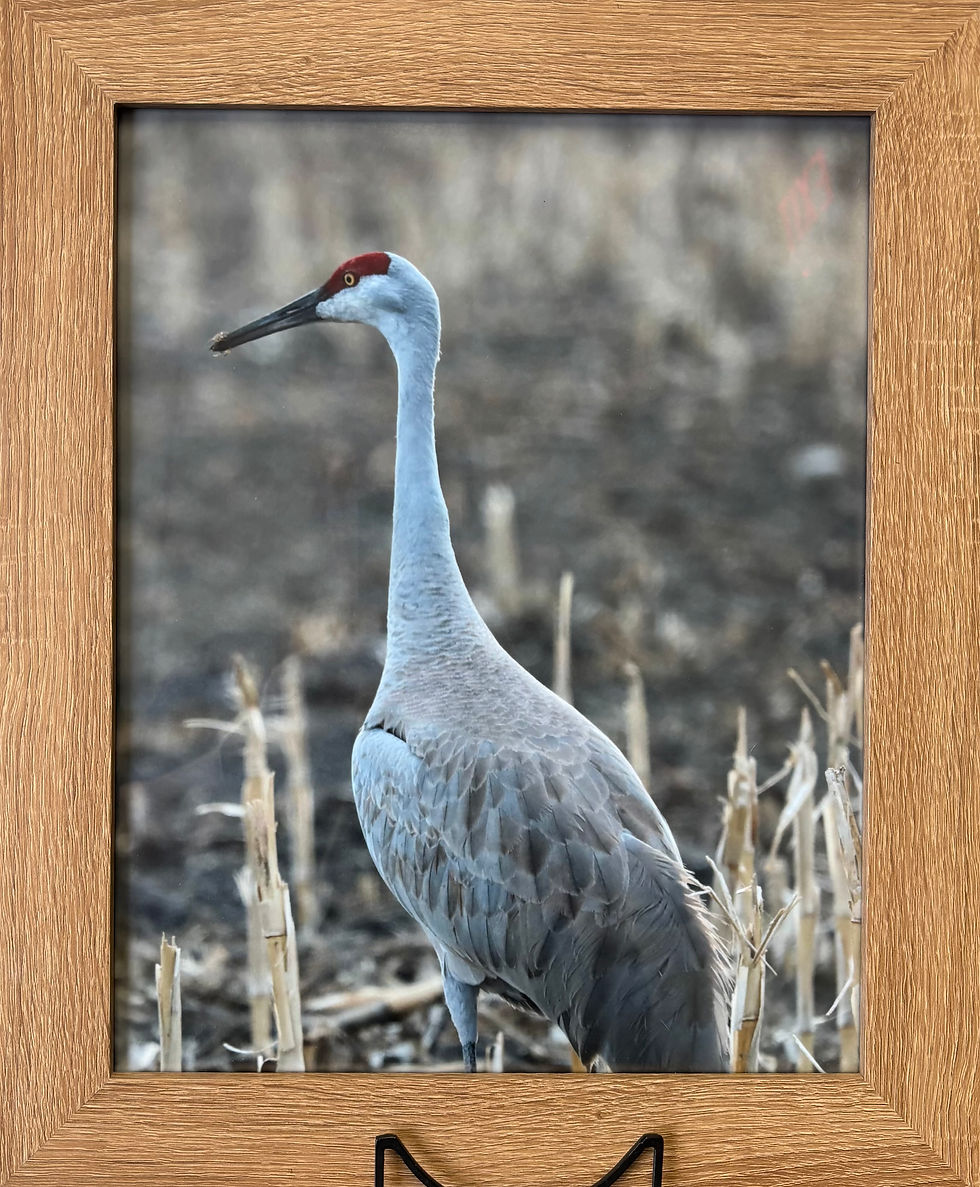 Sandhills Crane by Chris Nelson