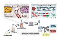 Our new article about microbial ink is now published on line! 