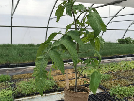 Plant sale This Saturday!