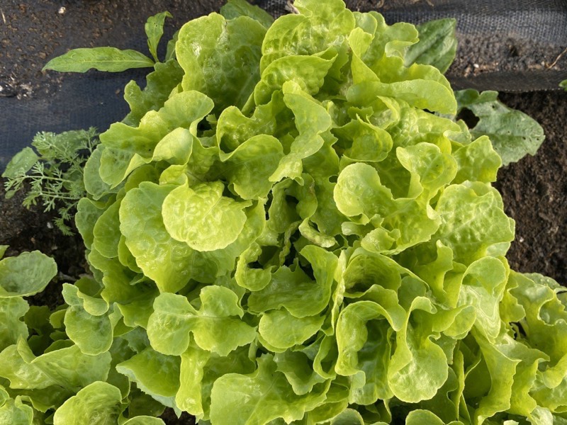 Head lettuce