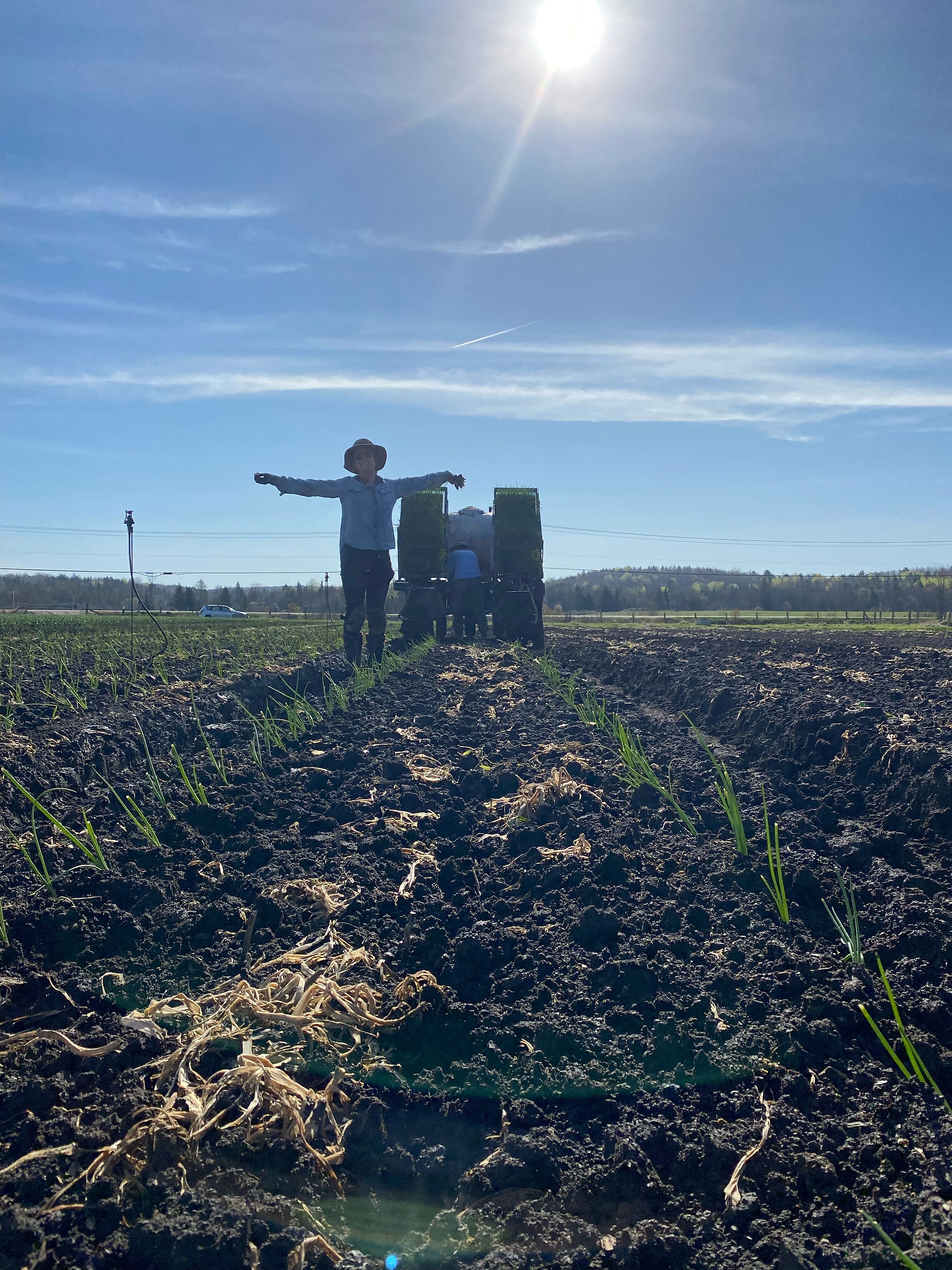 The onions are all planted