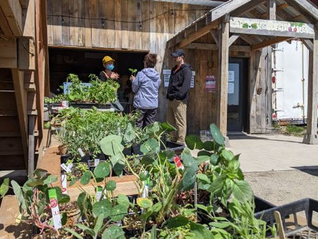 Community Workday & seedling sale