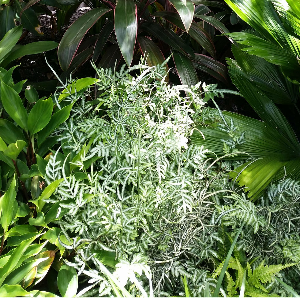 Forest Collection - silver lace fern