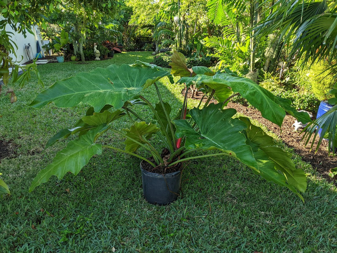 Jungle Collection- philodendron 'Weeks red hybrid'