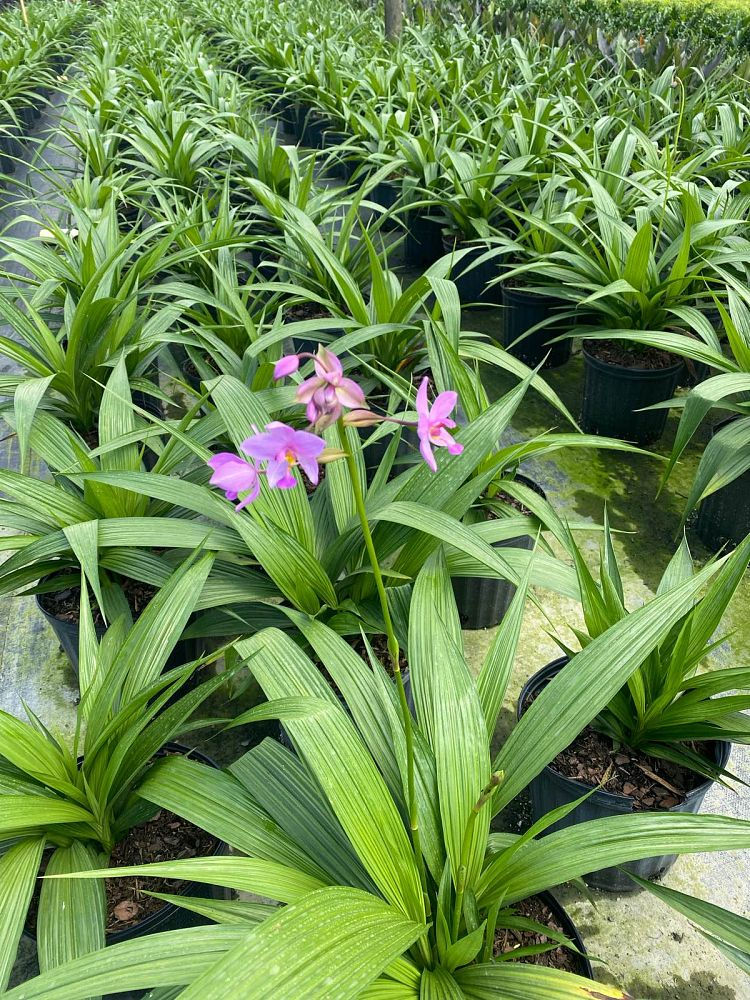 Thumbnail: Aloha Collection- 'plicata species' ground orchid