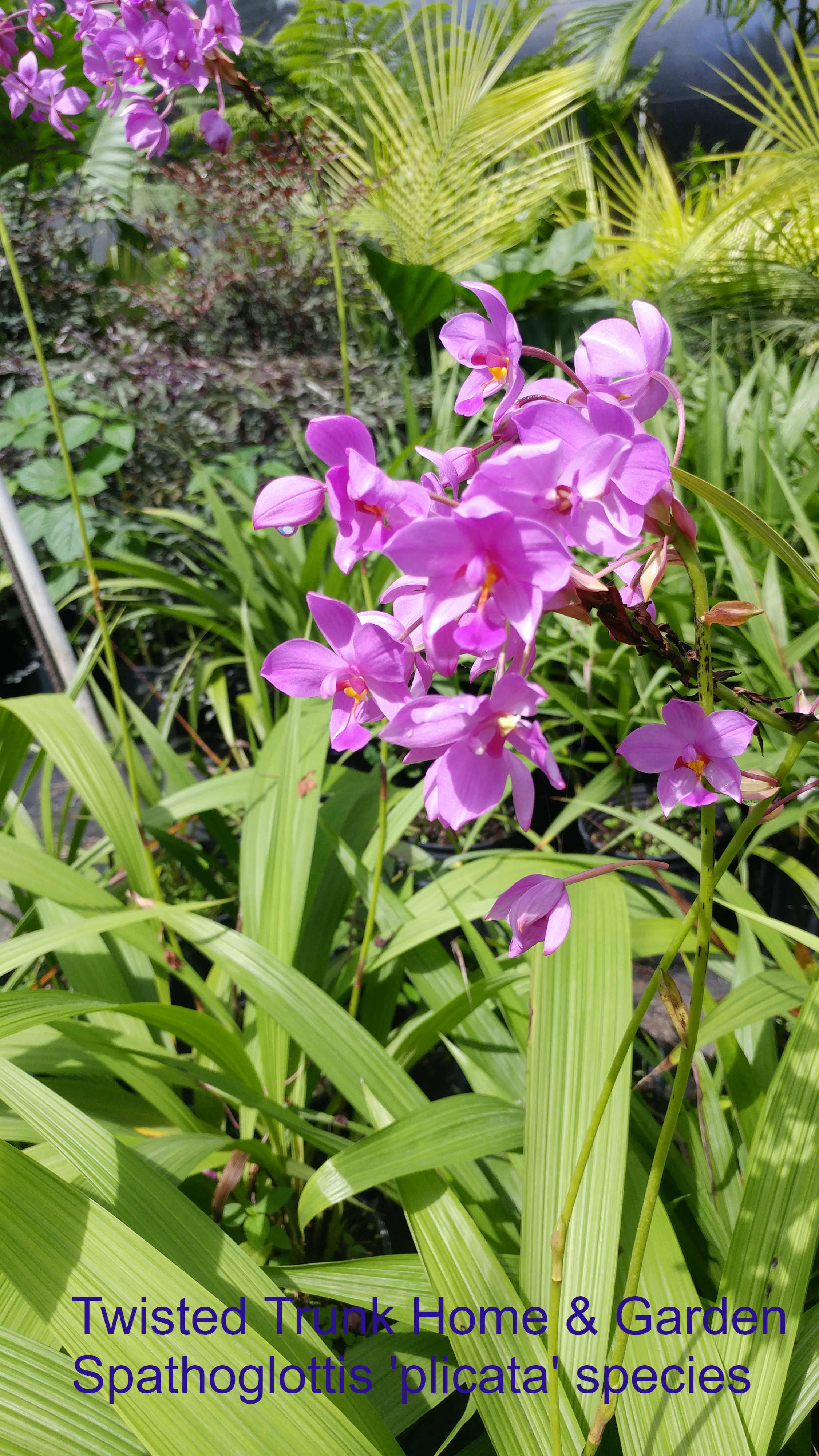 Aloha Collection- 'plicata species' ground orchid