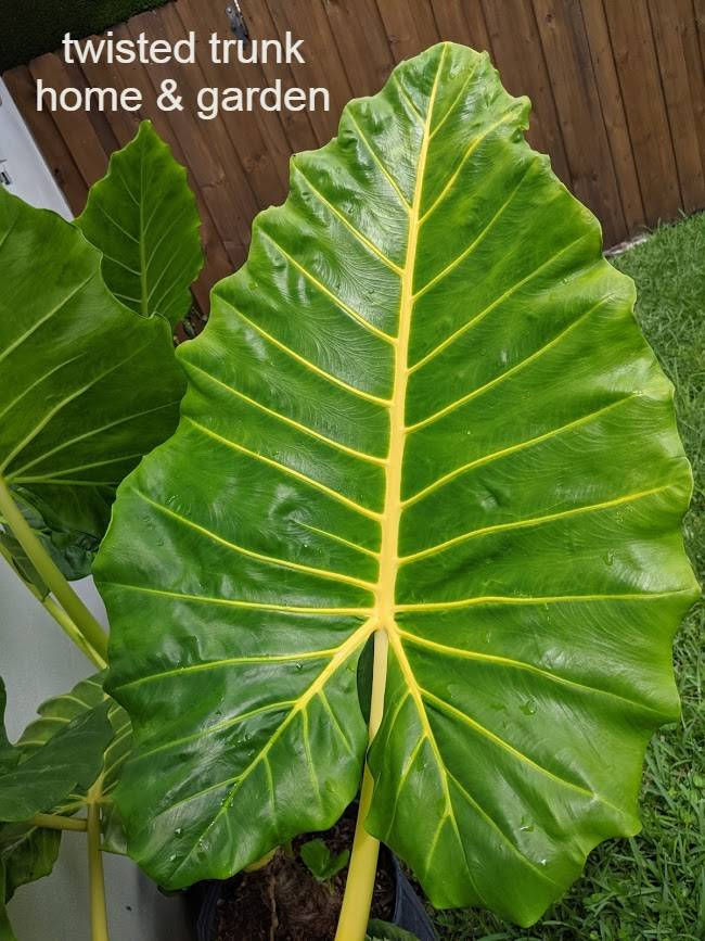 Tropical Collection- alocasia 'lutea'